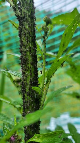 무룡농장님의 기타작물 · 병해충상담 작성글 사진