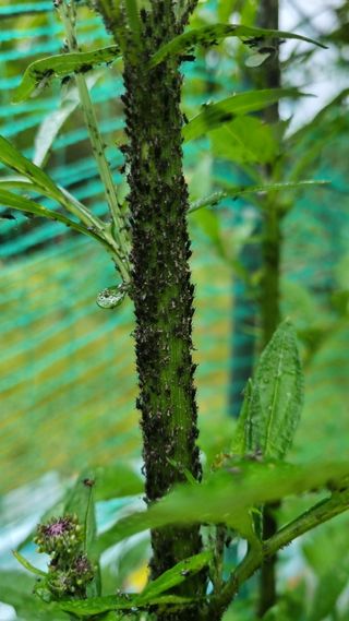 무룡농장님의 기타작물 · 병해충상담 작성글 사진