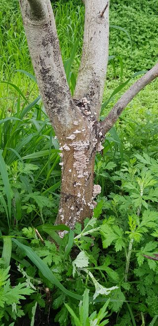 겨울님의 팜모닝 병해충 연구회 · 병해충상담 작성글 사진
