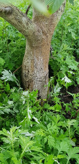 겨울님의 팜모닝 병해충 연구회 · 병해충상담 작성글 사진