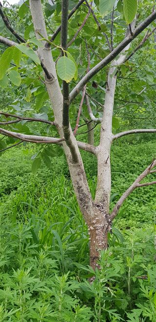 겨울님의 팜모닝 병해충 연구회 · 병해충상담 작성글 사진