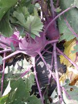 팜모닝 기타작물·자유게시판 게시글 이미지