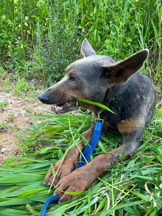 엘림농장님의 고구마 · 자유게시판 작성글 사진