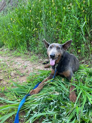 엘림농장님의 고구마 · 자유게시판 작성글 사진