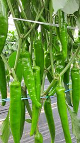 팜모닝 고추·일상 게시글 이미지