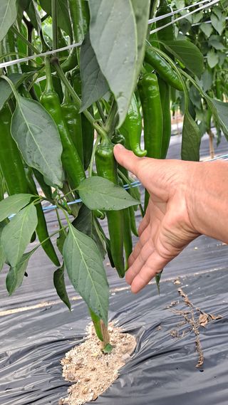 이종춘님의 고추 · 일상 작성글 사진