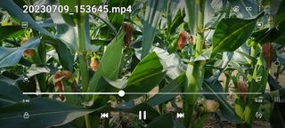 최봉은님의 옥수수 · 자유게시판 작성글 사진