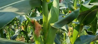 최봉은님의 옥수수 · 자유게시판 작성글 사진