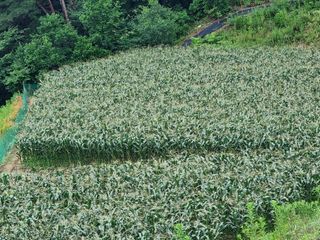 최봉은님의 옥수수 · 자유게시판 작성글 사진
