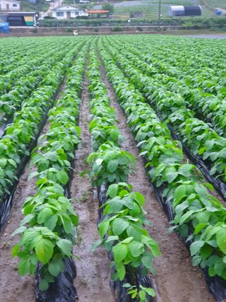 정규백님의 콩 · 자유게시판 작성글 사진