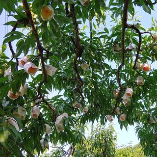 달맛햇복숭아농원님의 복숭아 · 자유게시판 작성글 사진