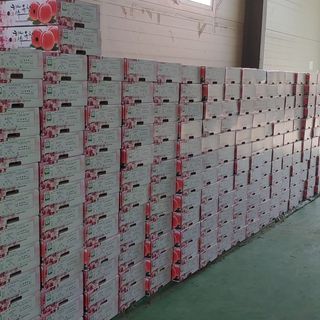 달맛햇복숭아농원님의 복숭아 · 자유게시판 작성글 사진