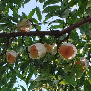 달맛햇복숭아농원님의 복숭아 · 자유게시판 작성글 사진