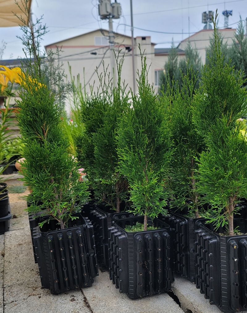 이선미님의 장터 판매 상품 [에메랄드그린 50cm 트리웰화분묘 팝니다./ 택배가능] 첨부 사진