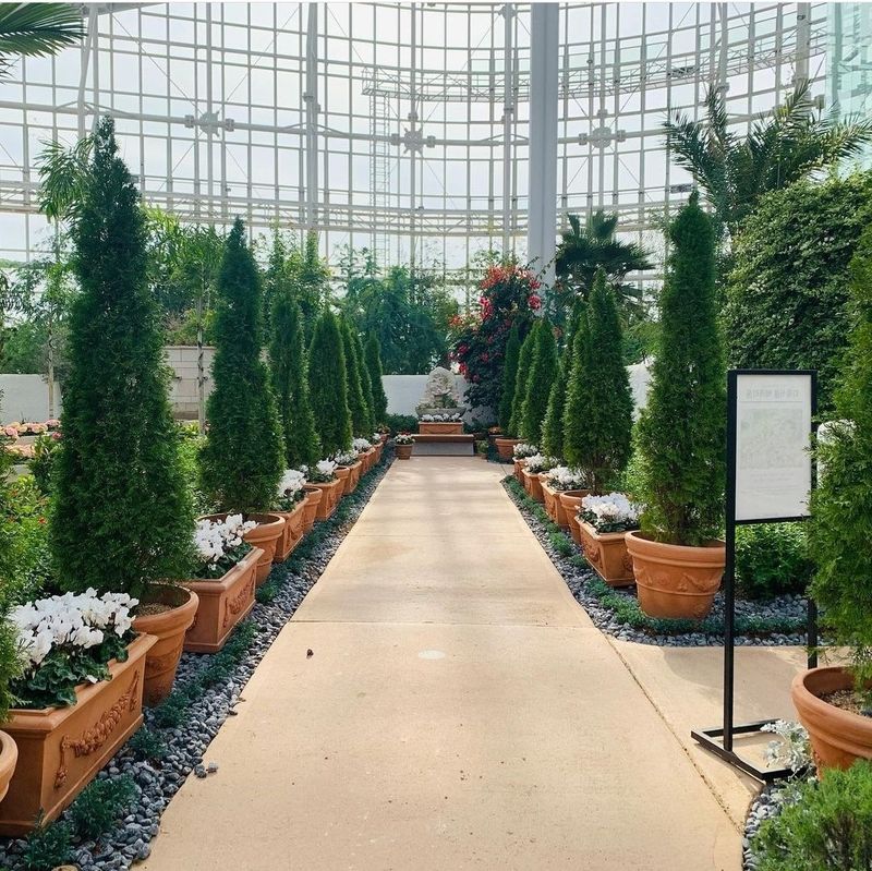 이선미님의 장터 판매 상품 [에메랄드그린 50cm 트리웰화분묘 팝니다./ 택배가능] 첨부 사진