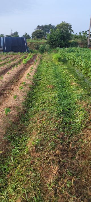 김기철님의 참깨 · 영농일지 작성글 사진