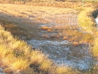 조영기 님의 기타작물 · 병해충상담 작성글 사진