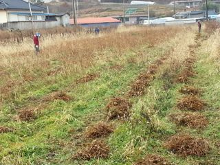 조영기 님의 기타작물 · 병해충상담 작성글 사진