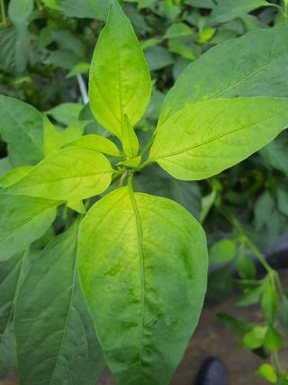 이상협님의 고추 · 병해충상담 작성글 사진