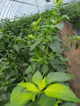 이상협님의 고추 · 병해충상담 작성글 사진