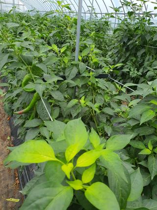 이상협님의 고추 · 병해충상담 작성글 사진