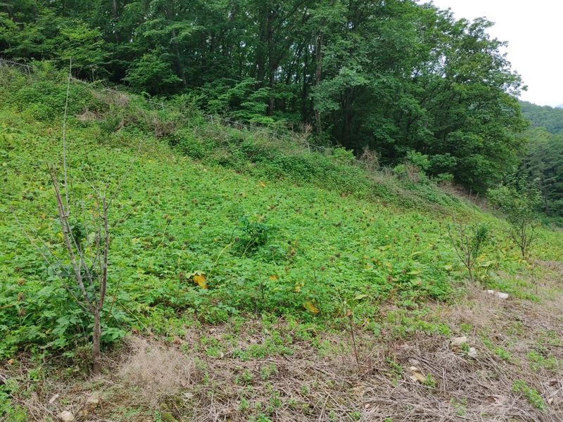 알 수 없음님의 장터 판매 상품 [명이나물씨앗20kg] 첨부 사진