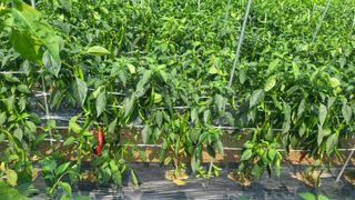 박현주님의 고추 · 일상 작성글 사진