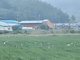 조명희님의 복숭아 · 자유게시판 작성글 사진