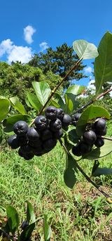 팜모닝 · 게시글 이미지