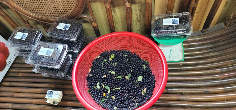 김우진님의 장터 판매 상품 [2023년 아로니아 생과 1kg] 첨부 사진