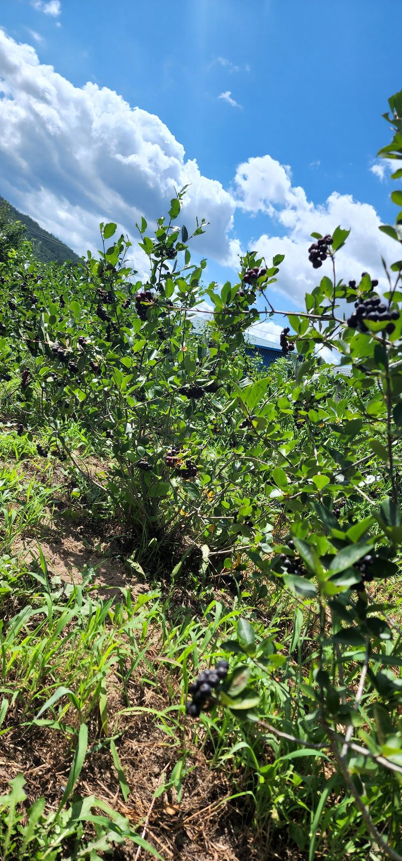 김우진님의 장터 판매 상품 [2023년 아로니아 생과 1kg] 첨부 사진