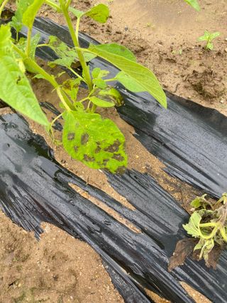 임태묵님의 참깨 · 병해충상담 작성글 사진