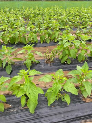 임태묵님의 참깨 · 병해충상담 작성글 사진