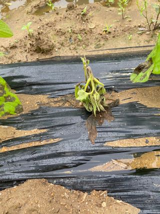 임태묵님의 참깨 · 병해충상담 작성글 사진