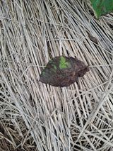 팜모닝 기타작물·병해충상담 게시글 이미지