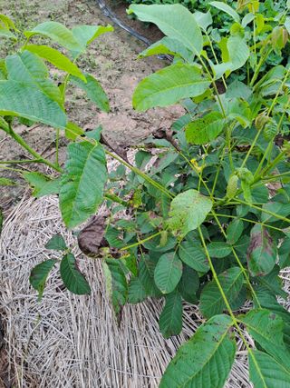 가물치님의 기타작물 · 병해충상담 작성글 사진