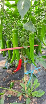 팜모닝 고추·품종•종자 게시글 이미지