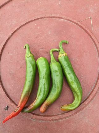 김흥수 님의 고추 · 병해충상담 작성글 사진