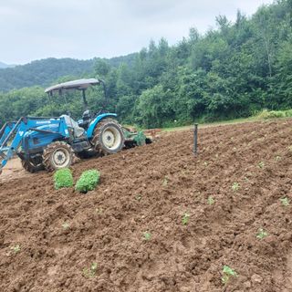 강원도 횡성군님의 들깨 · 자유게시판 작성글 사진