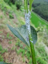 팜모닝 감·자유게시판 게시글 이미지