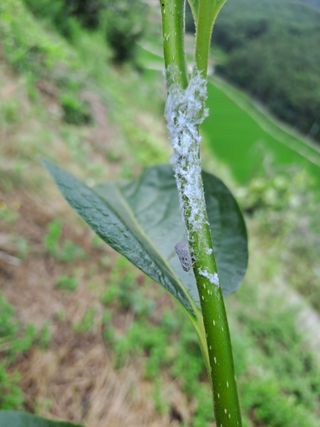 시골농부님의 감 · 자유게시판 작성글 사진