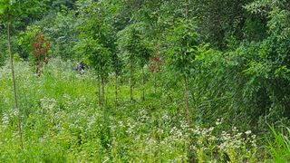 황영출님의 벼 · 영농일지 작성글 사진