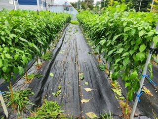 병아리농사꾼님의 고추 · 일상 작성글 사진