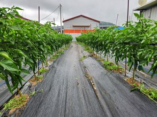 병아리농사꾼님의 고추 · 일상 작성글 사진