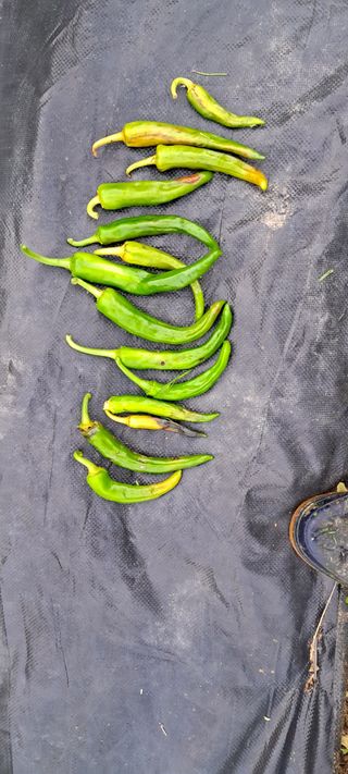 파랑새하늘을날다님의 고추 · 비료•농약 작성글 사진