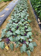 팜모닝 기타작물·병해충상담 게시글 이미지