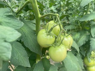 이승하님의 토마토 · 수확 작성글 사진