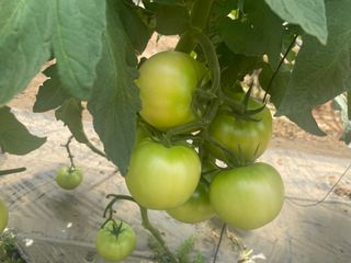 이승하님의 토마토 · 수확 작성글 사진