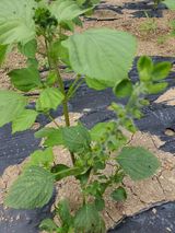 팜모닝 자유주제·자유게시판 게시글 이미지