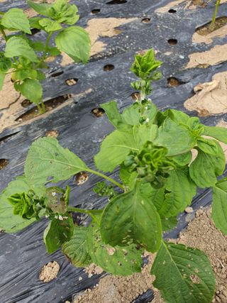 무화과사랑님의 자유주제 · 자유게시판 작성글 사진